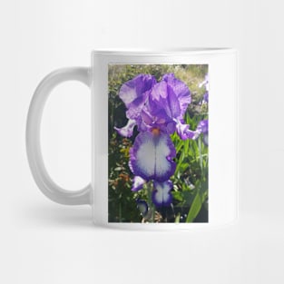 Gorgeous Purple and White Bearded Iris Flower Mug